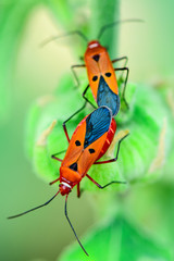 Close up and Selective Focus Red insects(Pyrrhocoridae bugs) are breeding on flowers in nature.