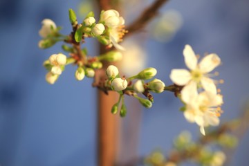 Mirabellenbaumblüte
