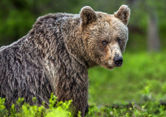 Obraz na płótnie Canvas Brown bear in the summer forest. Front view. Scientific name: Ursus arctos. Natural habitat.