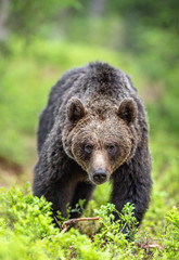 Obraz premium Brown bear walking in the summer forest. Front view. Scientific name: Ursus arctos. Natural habitat.