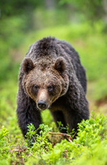 Naklejka na ściany i meble Brown bear walking in the summer forest. Front view. Scientific name: Ursus arctos. Natural habitat.