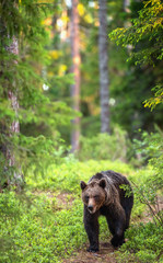 Obraz premium Brown bear walking in the summer forest. Front view. Scientific name: Ursus arctos. Natural habitat.