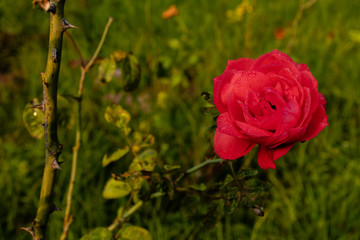high angle of beautiful red rose along with thorns branches in the background