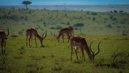 Naklejka premium Impalas on pasture