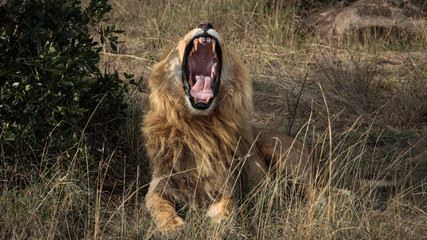Yawning lion © KrumpyOne