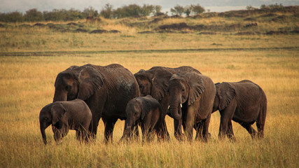 Fototapeta premium Pack of elephants