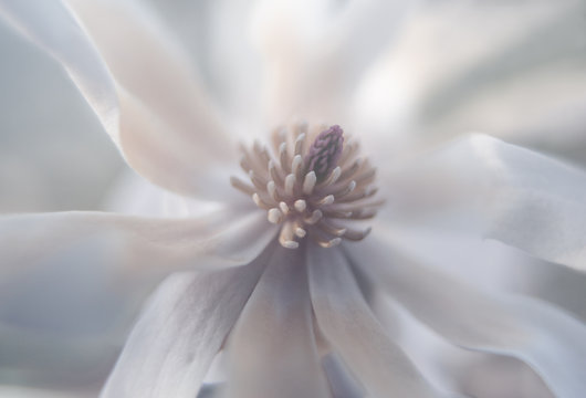 fotografia del fiore sbocciato in primavera