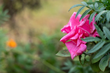 Fototapeta premium Macro close up of pink rose flower hidden in marigold leaves with beautiful green background blurred. Floriculture concept