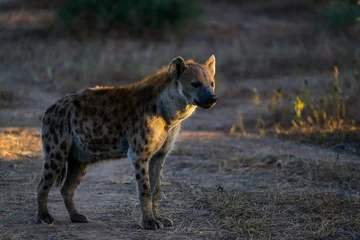 Fotobehang Hyena 751729  © Roger de la Harpe
