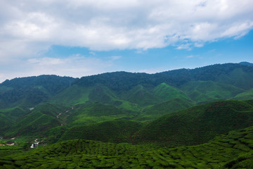 Naklejka premium beautiful tea farm scenery under cloudy sky at Cameron Highland, Malaysia