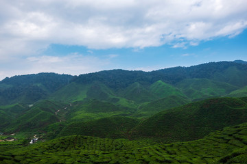 beautiful tea farm scenery under cloudy sky at Cameron Highland, Malaysia