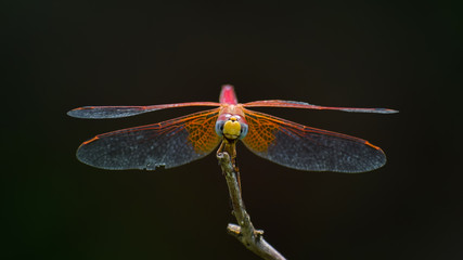 dragonfly on a green leaf