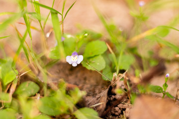 macro photography of beautiful day flowers. beautiful weeds concept