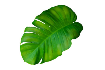 Green Leaf Of Monstera On White Background, Real Tropical Jungle Foliage Plants.