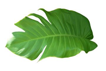 Green Leaf Of Monstera On White Background, Real Tropical Jungle Foliage Plants.