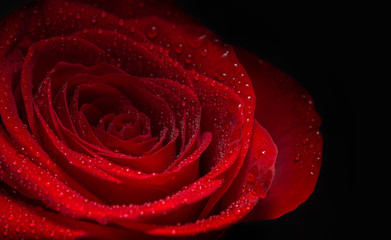 Red Rose Flower closeup background