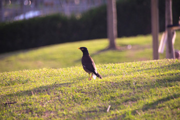 peacock in the park
