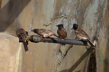 four bulbul bird or short-necked slender passerines drinking water on iron tap in summer Rajasthan