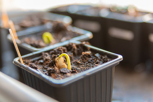 growing vegetables yourself. plant germinating beans in a pot.