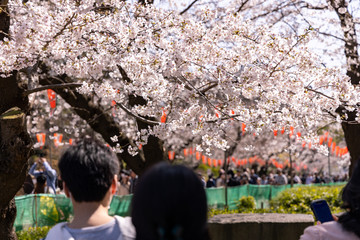 Fototapeta premium 上野公園の桜
