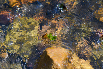 green plant in running stream