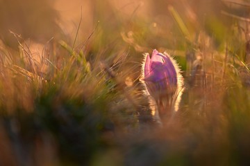 Spring flowers. Beautifully blossoming pasque flower and sun with a natural colored background. (Pulsatilla grandis)