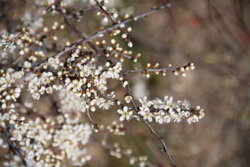 Fototapeta premium Crataegus common haw thorn tree spring blossom