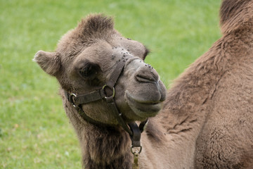 Bactrian Camel (Camelus bactrianus)