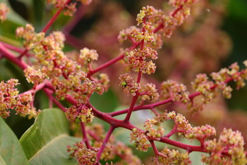 out of focus shot of  red flowers of mango in full growth with defocus background