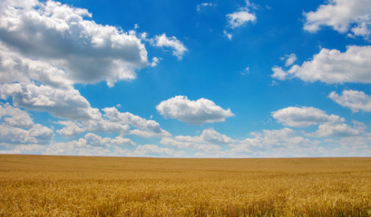 Obraz premium Gold wheat field and blue sky