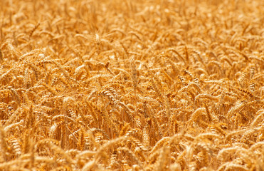 Fields of wheat at the end of summer fully ripe