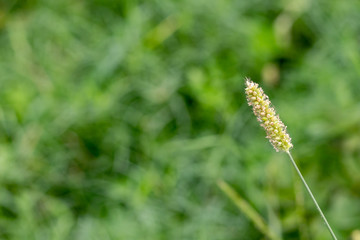 natural phalaris minor in froint of burry green background with a copy space. natural concept.jpg