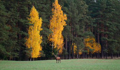 Red deer (Cervus elaphus) in autumn
