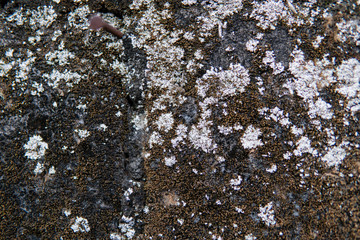concrete wall texture with fungus