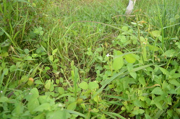 Green grass photography on the edge of rice fields