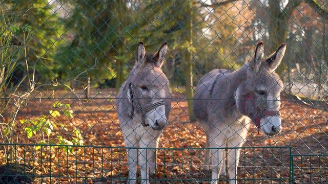 Image of two domesticated donkeys behind metal fence at forest, Berlin, Germany.