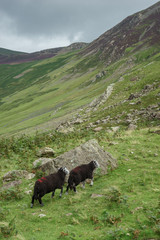 Black sheep at the Honister Pass