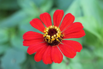 red flower in the garden