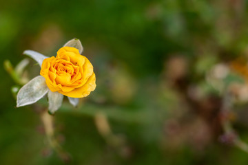 single yellow rose with blurred leaves and green background with a copy space. natural concept