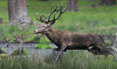 Red deer (Cervus elaphus) in autumn