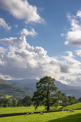 Fototapeta premium Countryside of the Lake District