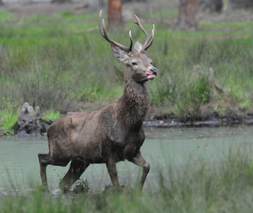 Red deer (Cervus elaphus) in autumn