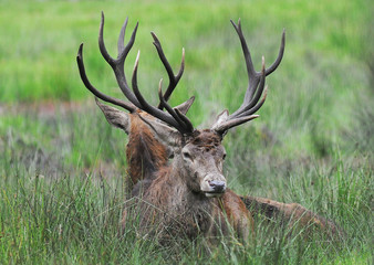 Red deer (Cervus elaphus) in autumn