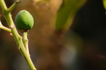 A young green mango full grow on tree with micro shot and out of focus nature background and copy space