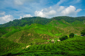 Fototapeta premium beautiful tea farm scenery under cloudy sky at Cameron Highland, Malaysia