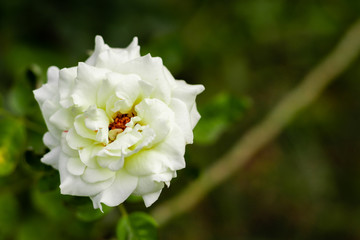 top view close up of white rose over the blurred green background with copy space in right side. nature concept