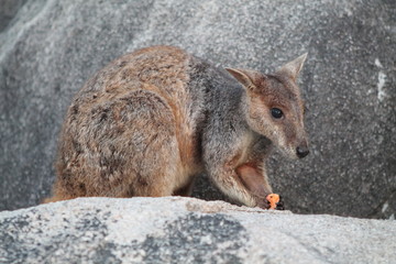 Naklejka premium Wallaby kangaroo on a rock in Australia
