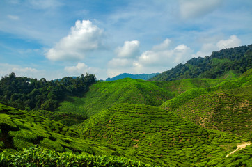 beautiful tea farm scenery under cloudy sky at Cameron Highland, Malaysia