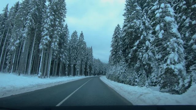 Point of view driving on countryside road between spruce forest trees. Idyll landscape in winter season in Pokljuka plateau, Slovenia