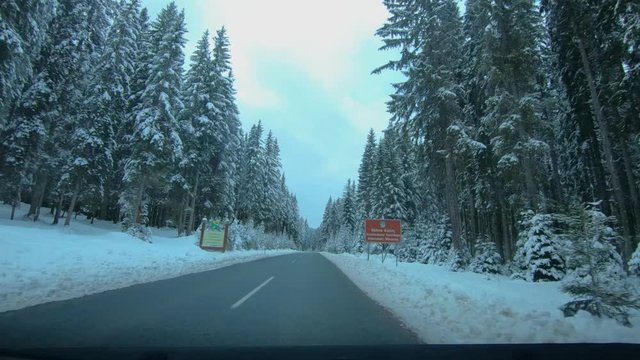 Point of view driving on straight countryside road between spruce forest trees. Idyll landscape in winter season in Pokljuka plateau, Slovenia